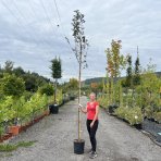 Jarabina vtáčia (Sorbus aucuparia) ´EDULIS´  - výška 250-260 cm, obvod kmeňa 6/8 cm, kont. C18L